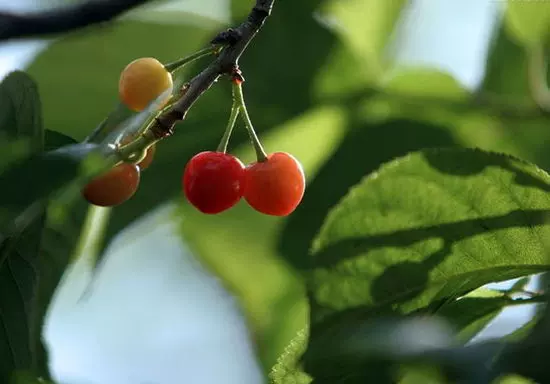 顺彩新特果林中心图片