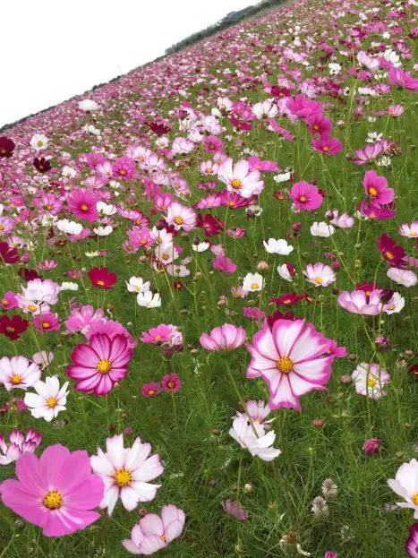 紫薇花海