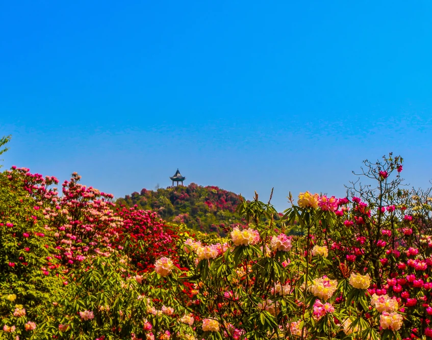 火铺十里杜鹃风景区图片