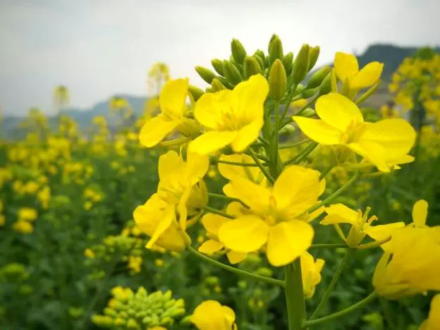 三秀油菜花图片