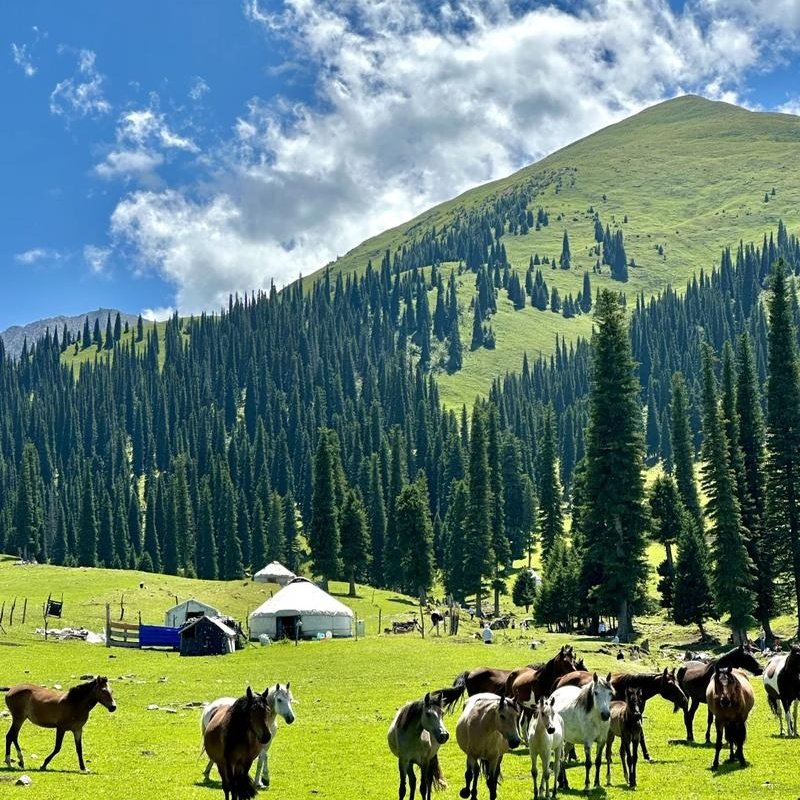 新疆华美胜地那拉提英迪格酒店住宿+那拉提草原成人门票