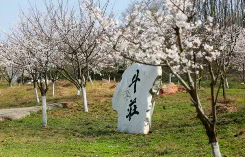 和平友好樱花园图片