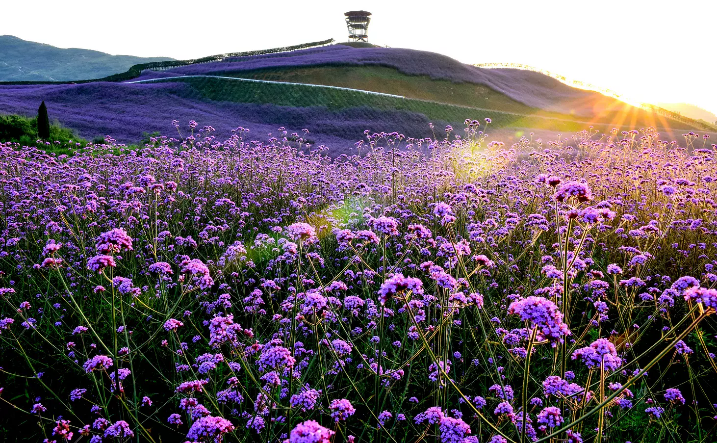 杉坪景区·黔北花海图片