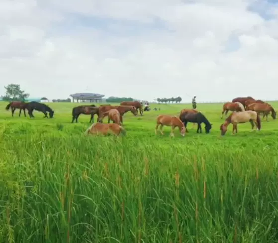 王子草场图片