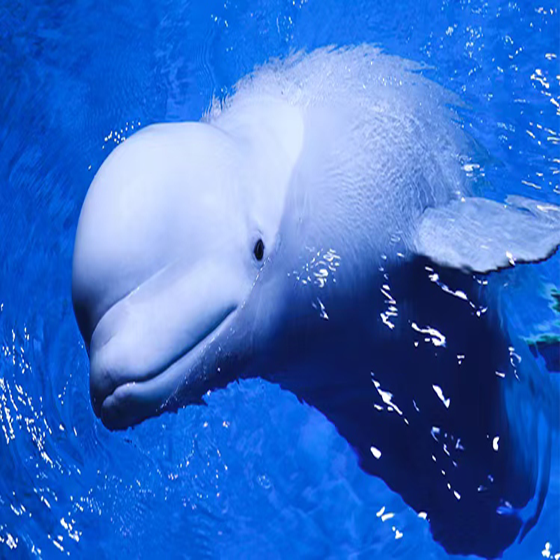 重庆山前宋品酒店+双早+私汤+烧烤可加订渝乐小镇或海世界或热雪奇迹