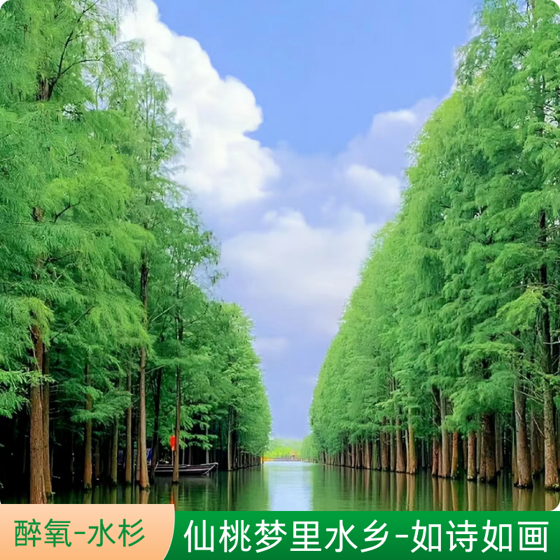 【武汉周边游】最美杉树湿地池杉/仙桃梦里水乡/2天1夜自驾游/含游船 - 定制游预订