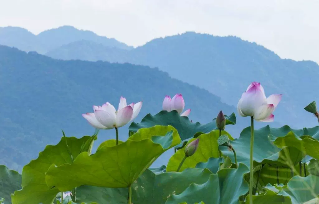 从化西和莲花世界图片