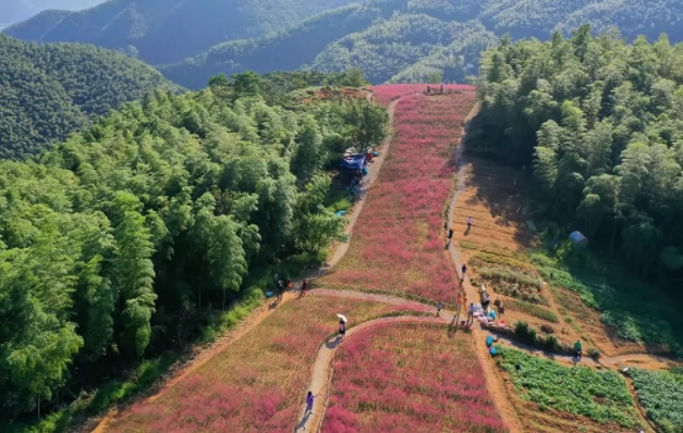 东山村图片