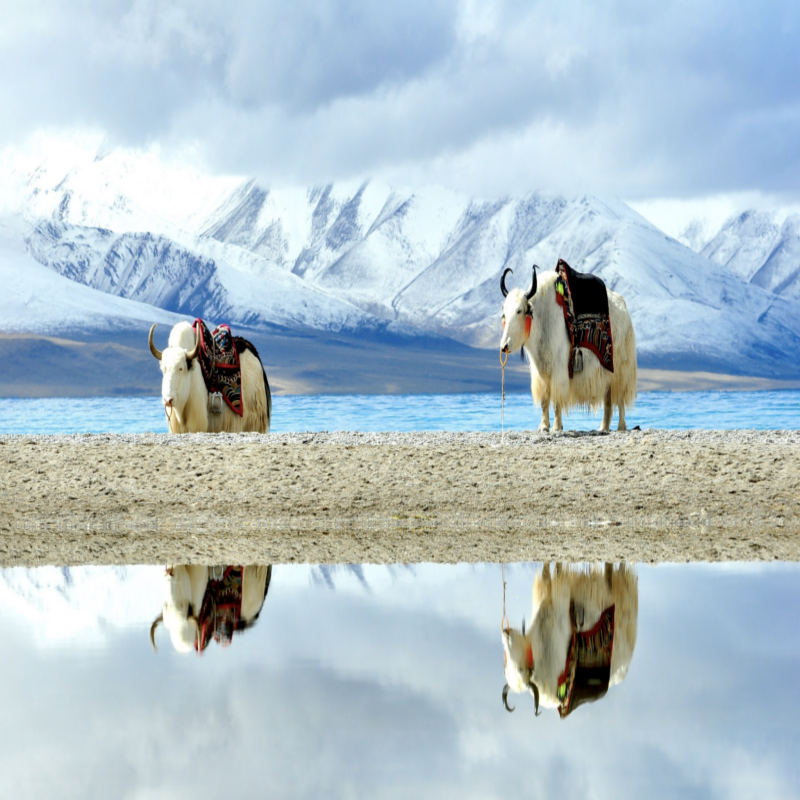【青海小环线2-8人小团】塔尔寺+青海湖+茶卡盐湖+卓尔山3日游 - 定制游预订