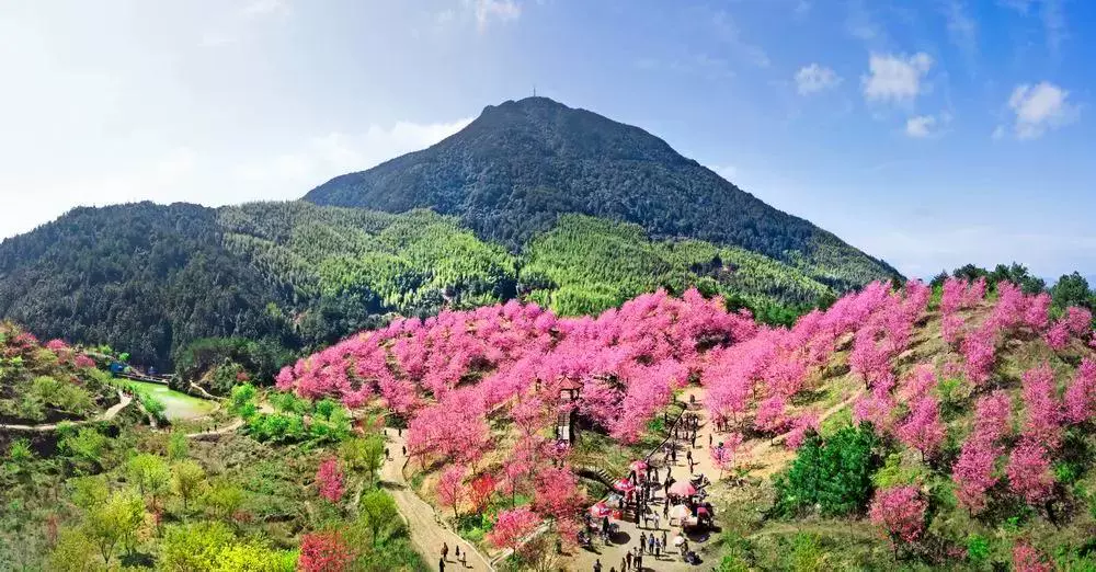 大田屏山▪仙居山樱花园图片