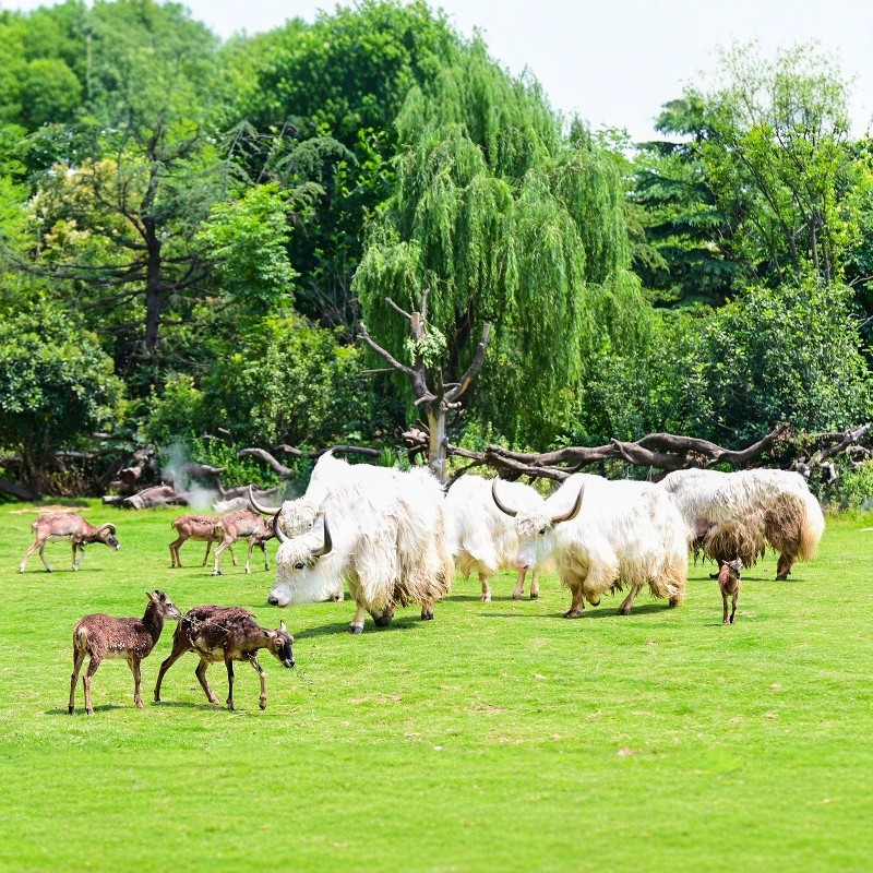中秋国庆|【动物世界】郑州3天2晚自由行*郑州银基冰雪酒店|郑州银基动物王国