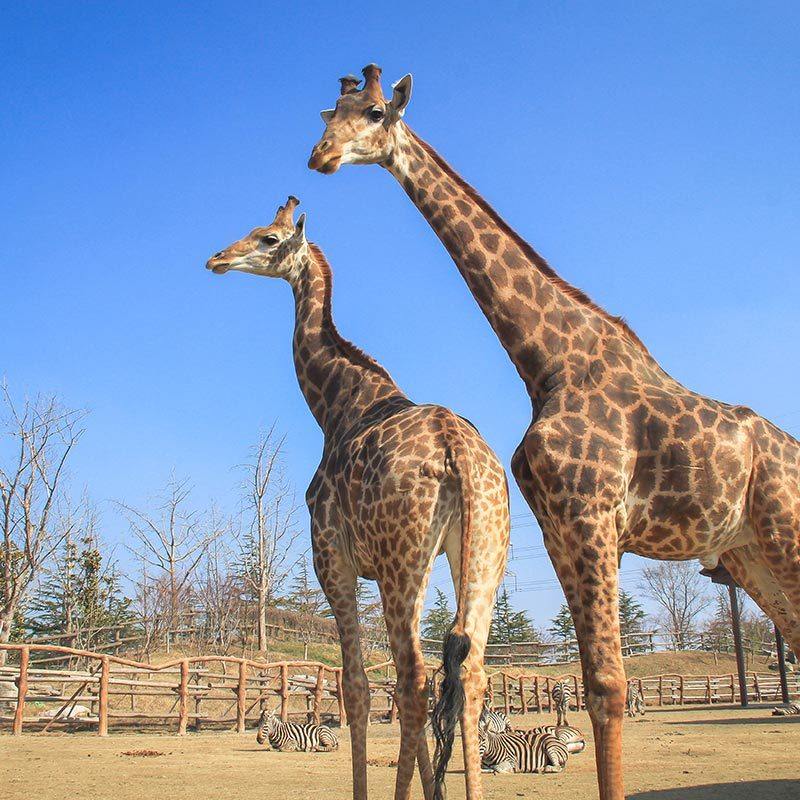 江苏南通2天1晚景澜崇文印象酒店+南通森林野生动物园 - 定制游预订