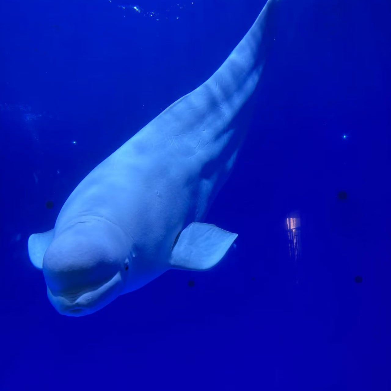 徐州欧乐堡海洋酒店住宿+欧乐堡童话世界和海洋极地世界门票无限次入园