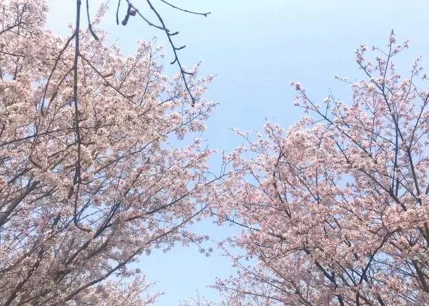 遵义樱花谷图片