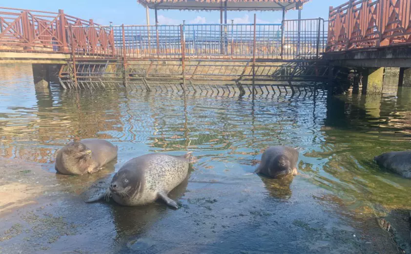 东炮台海豹湾生态保育公园图片