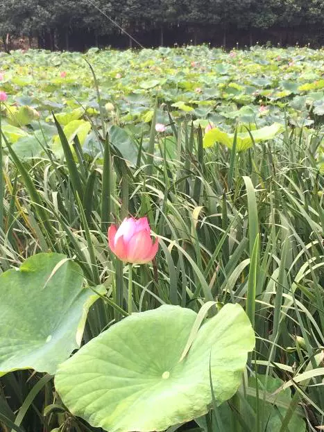 舞月荷花图片