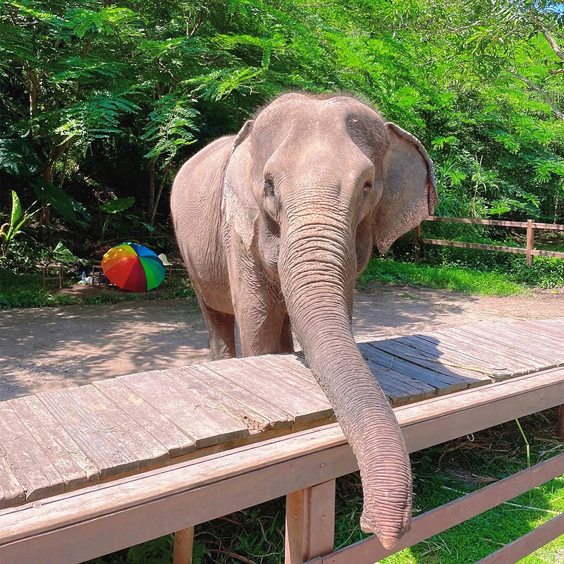 含中餐 西双版纳2日游/纯玩不进店+野象谷+原始森林+望天树