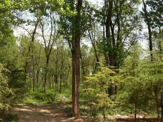 白羊山风景区图片