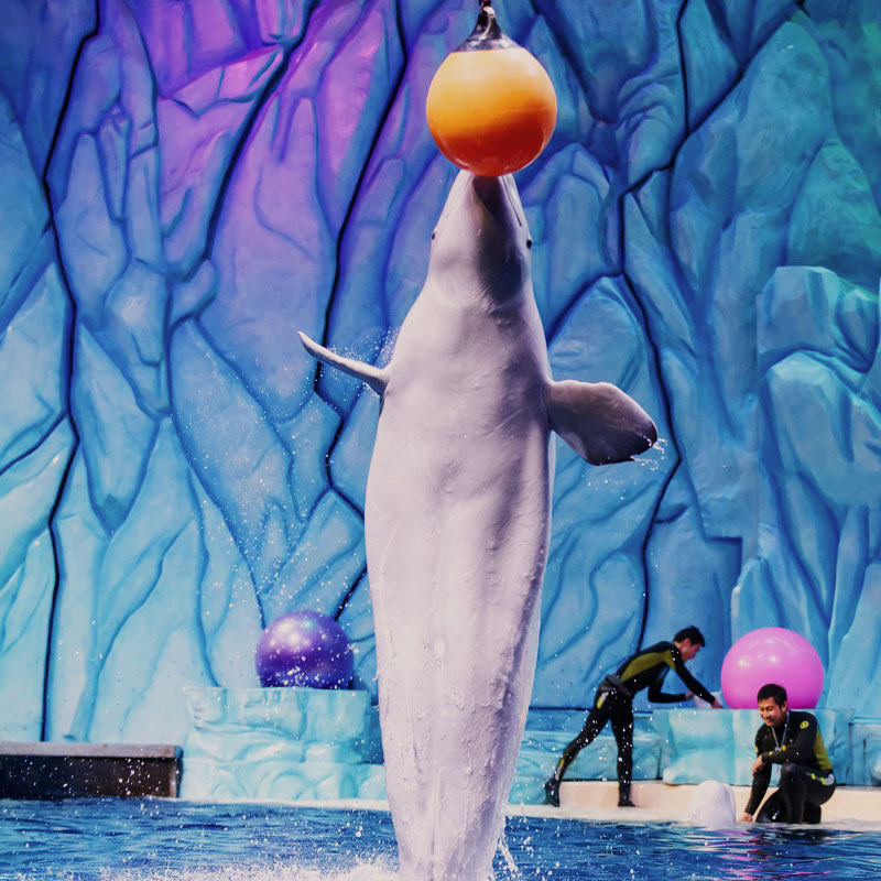 珠海长隆马戏酒店3天2晚套餐无限畅玩海洋王国+飞船乐园可选长隆秀或卡卡虎奇遇记