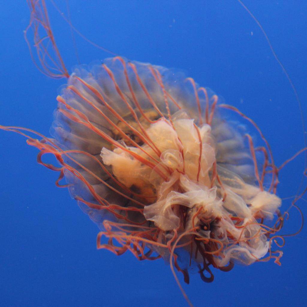 天津2天1晚周边游酒景套餐 天津滨海皇冠假日酒店+天津极地海洋公园