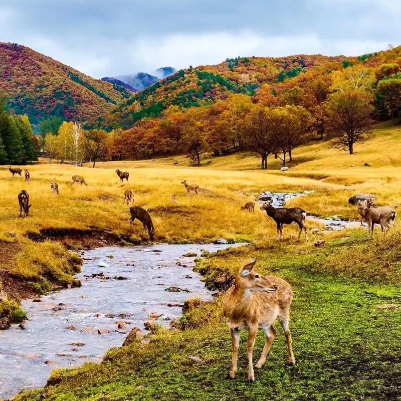 哈尔滨+伊春亲子研学6日/金山鹿苑-逍遥八仙湖-滑雪-温泉-冰爬犁 - 定制游预订