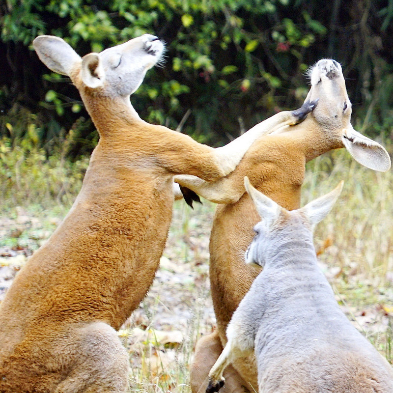 富阳曙光薇酒店双人野生动物世界森泊水乐园宋城千古情
