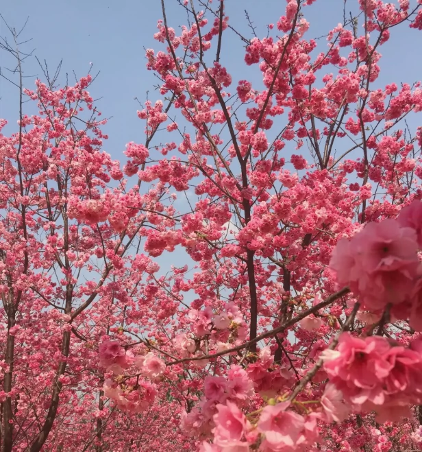 樱花谷图片