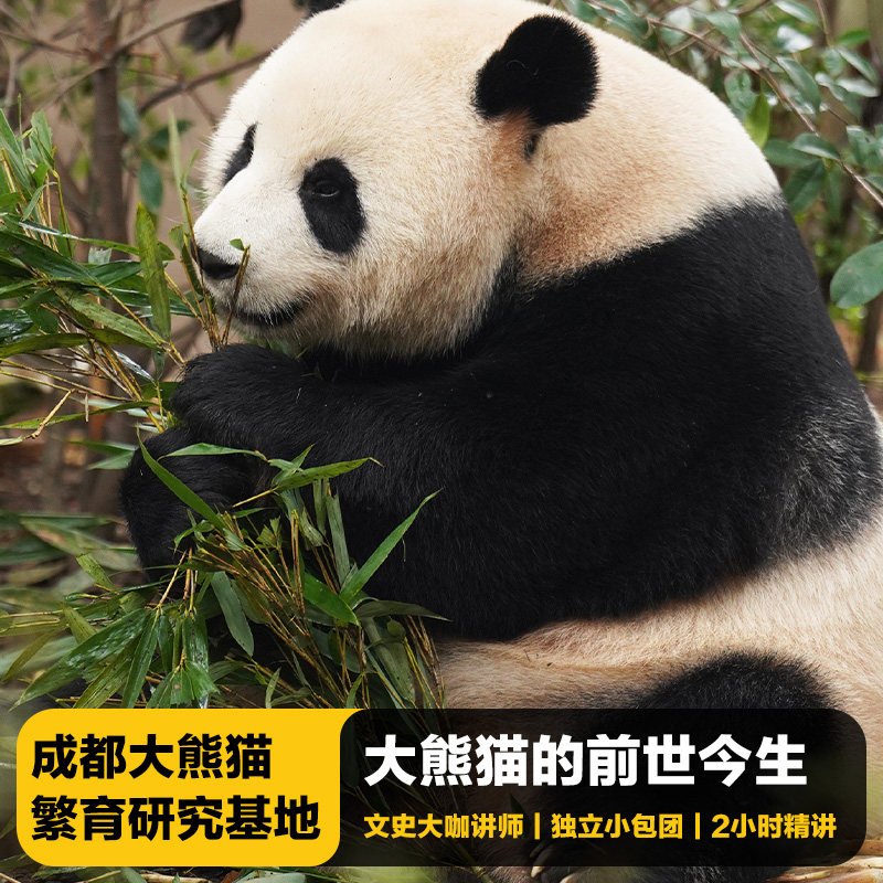 猩咖说成都大熊猫繁育研究基地不含门票大咖2H小包团人工讲解 - 定制游预订
