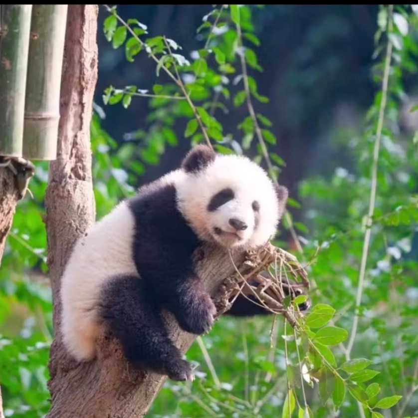 x【2天1晚】成都自由行住全季酒店(成都春熙路店)+热门景点+可选其他酒店门票+早餐 - 定制游预订