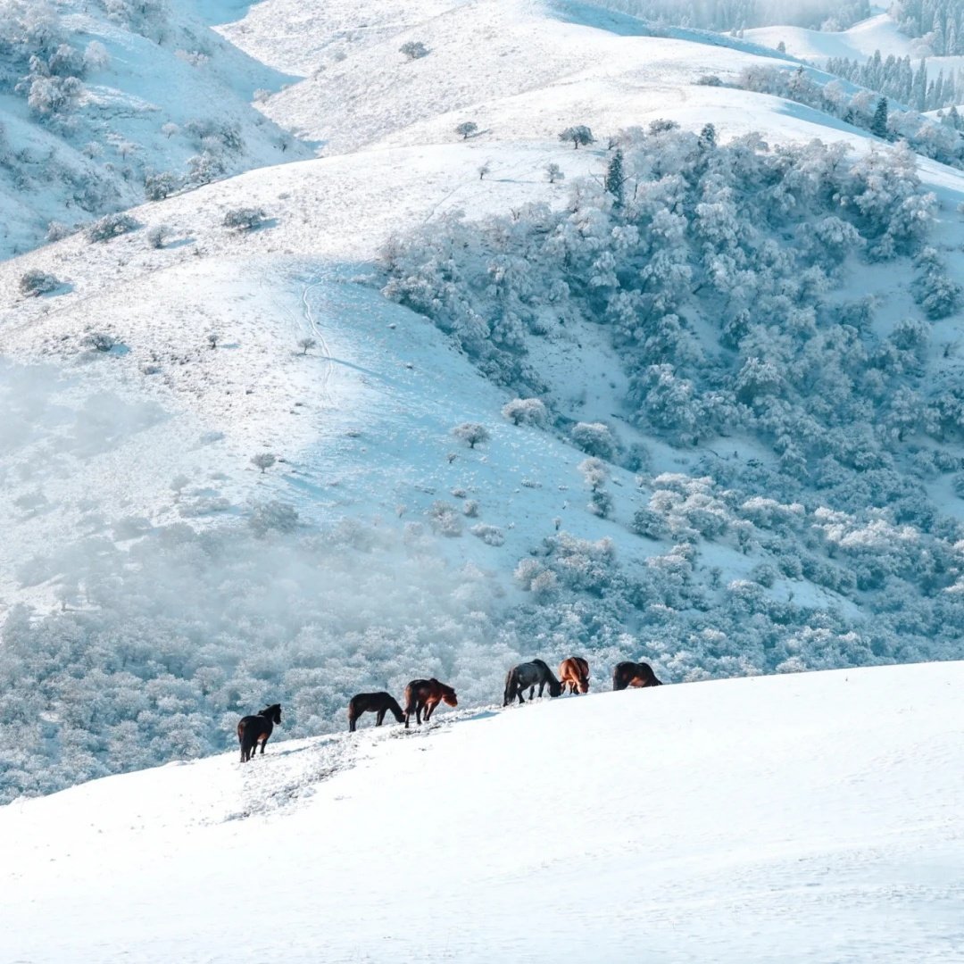 私家团新疆阿勒泰赛里木湖9天【住禾木喀纳斯景区内+星空玻璃屋】 - 定制游预订