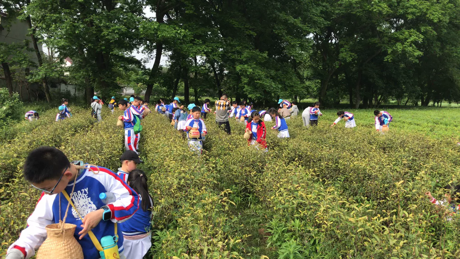 安徽白云春毫茶旅研学基地图片