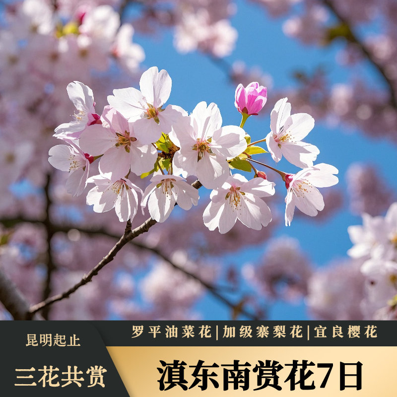 滇东南7日元阳梯田罗平油菜花加级寨梨花建水东川红土地宜良樱花 - 定制游预订