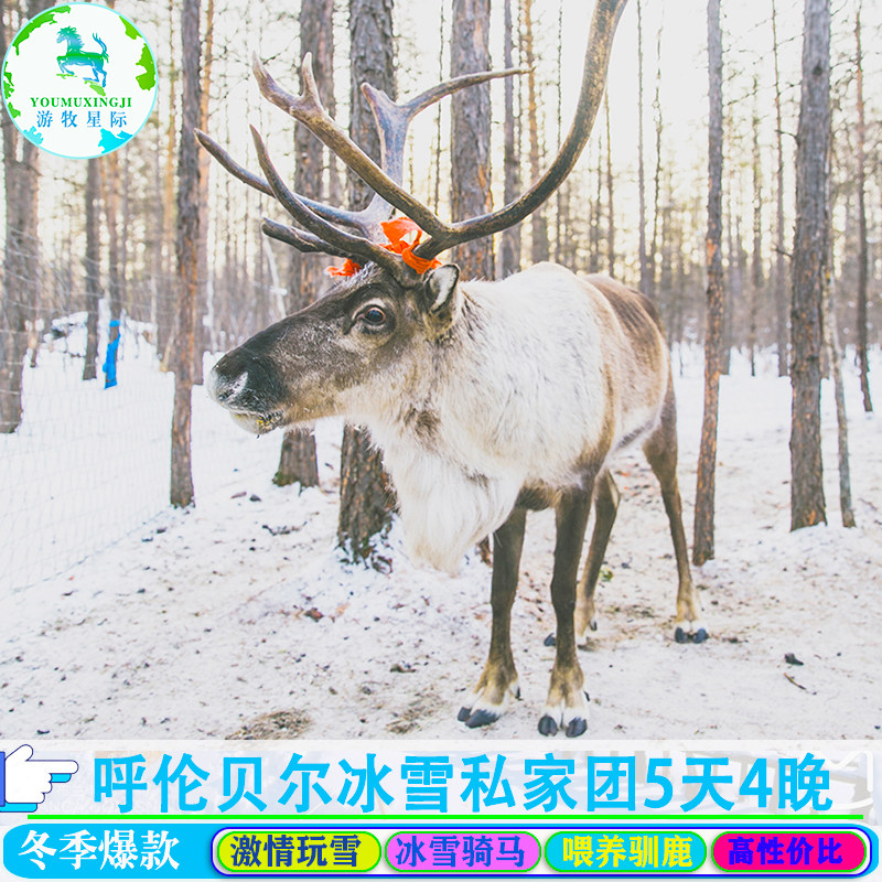 【轻奢酒店】冰雪呼伦贝尔旅游包车海拉尔亲子旅游5天4晚私家团 - 定制游预订