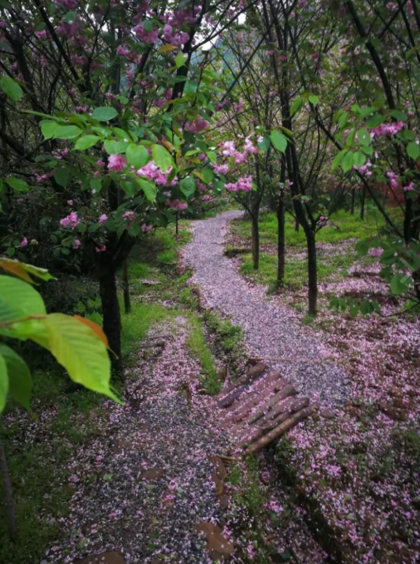 佛祖山樱花沟图片