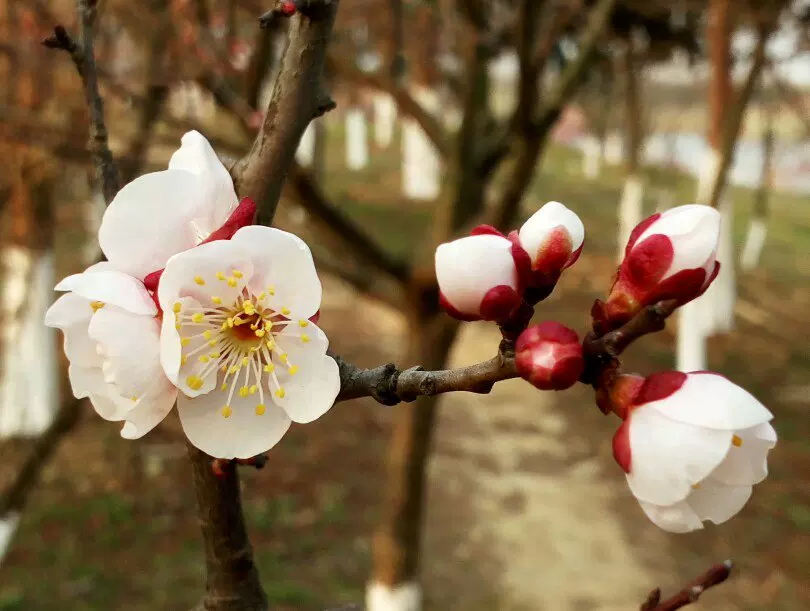 中国药科大学药用植物园(西南2门)图片