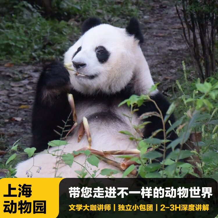 猩咖说上海动物园半日游含门票大咖2-3H讲解小包团上海旅游含耳机 - 定制游预订
