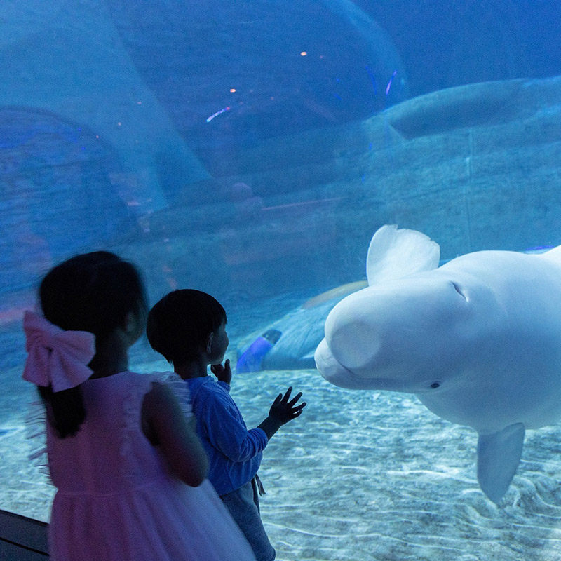 2026春节三亚亚特兰蒂斯5天4晚仁恒美高梅天域索菲特红树林水世界水族馆酒店套