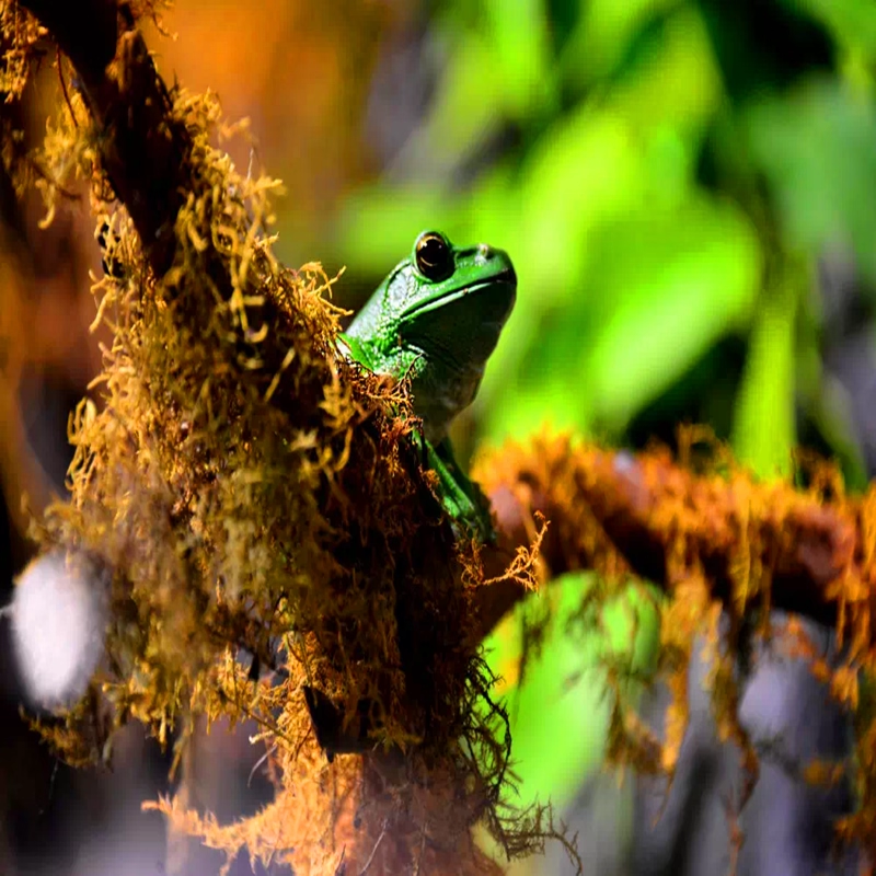 广东广州2天1晚广州鸿德国际酒店+正佳极地海洋世界雨林植物博物馆 - 定制游预订