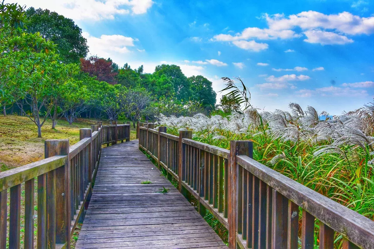 盛泽湖景区图片