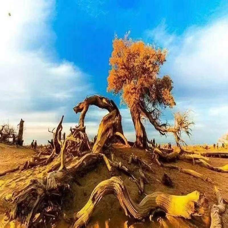 8人内拼团2人起订丨兰州往返丨额济纳旗+居延海5日游丨金色胡杨林