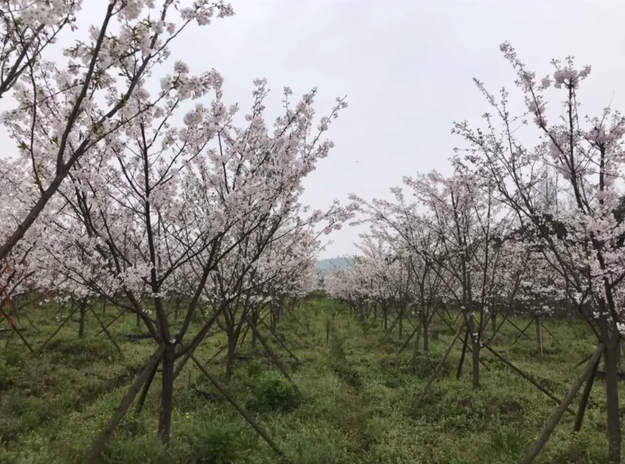 十里樱花园图片