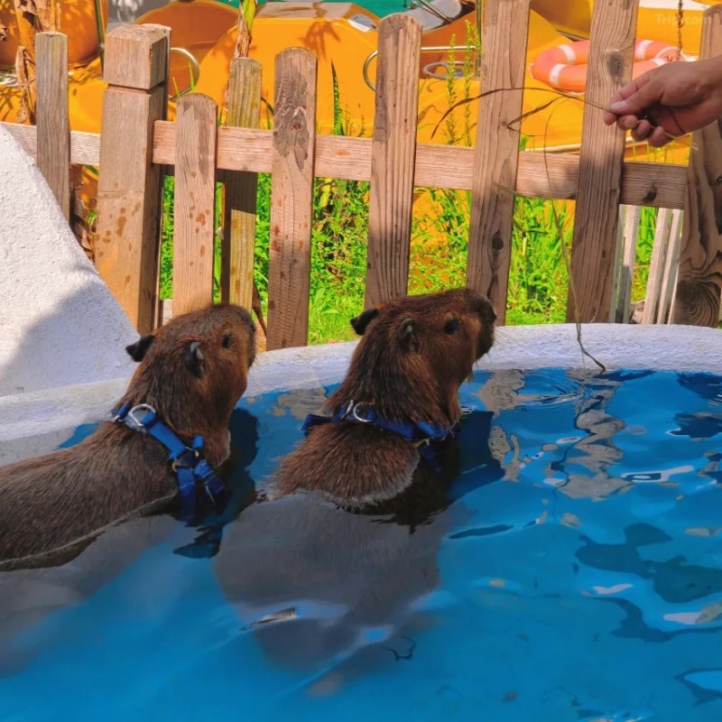 畅约|【景区内住宿】林森客栈+双人茅山森林世界无限次+景交+双早