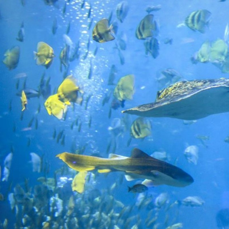 【宿假日 景任享】1晚南宁江南智选假日酒店+青秀山/南宁亭子游船/极地海洋世界任选