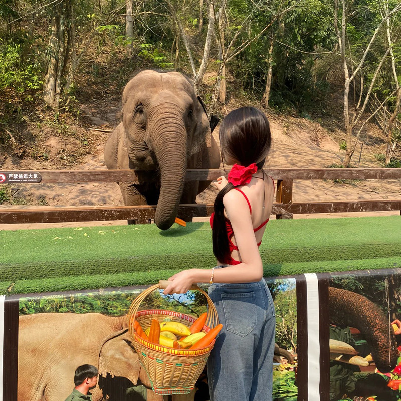 包机票丨云南西双版纳专车自由行基诺山雨林+野象谷+星光夜市5天4