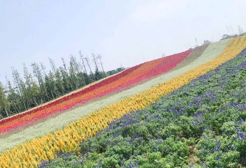 苟容伏热花海图片