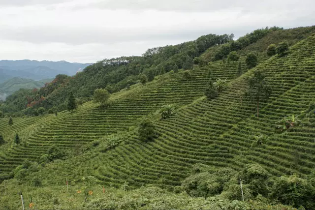 六堡茶生态旅游区