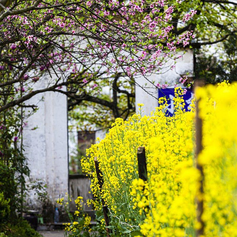 接站+婺源篁岭+望仙谷+景德镇+三清山5日跟团游 宿4晚婺源4钻酒店 - 定制游预订