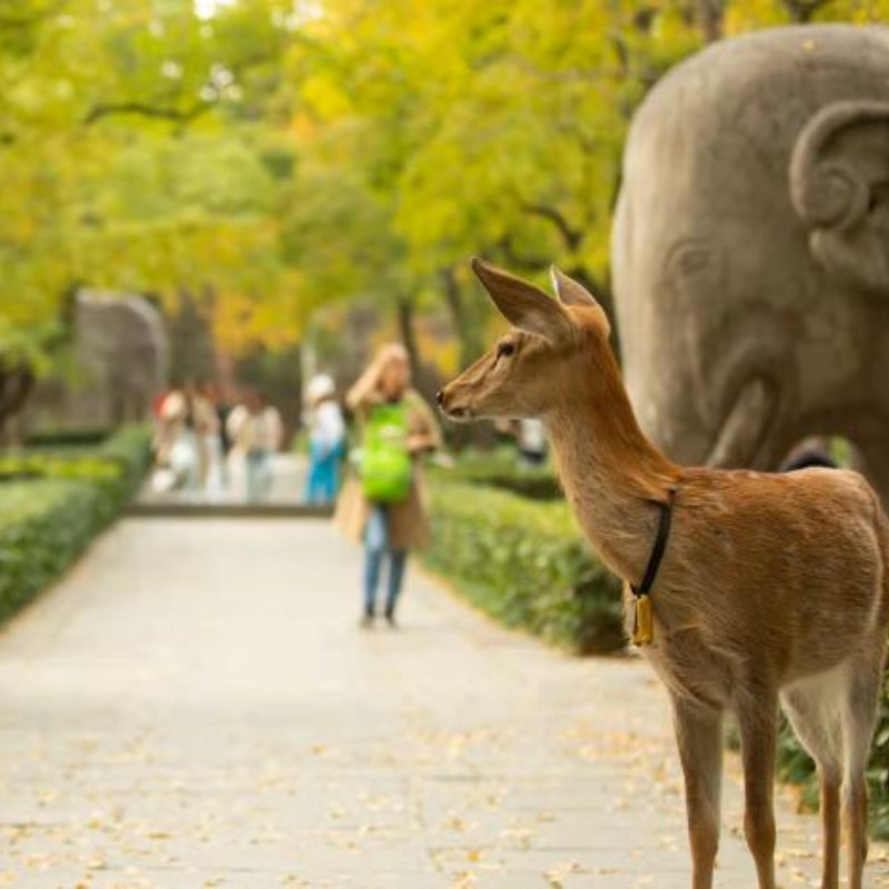 南京5日私家团含包车+导游/中山陵美龄宫/牛首山+大报恩寺+总统府