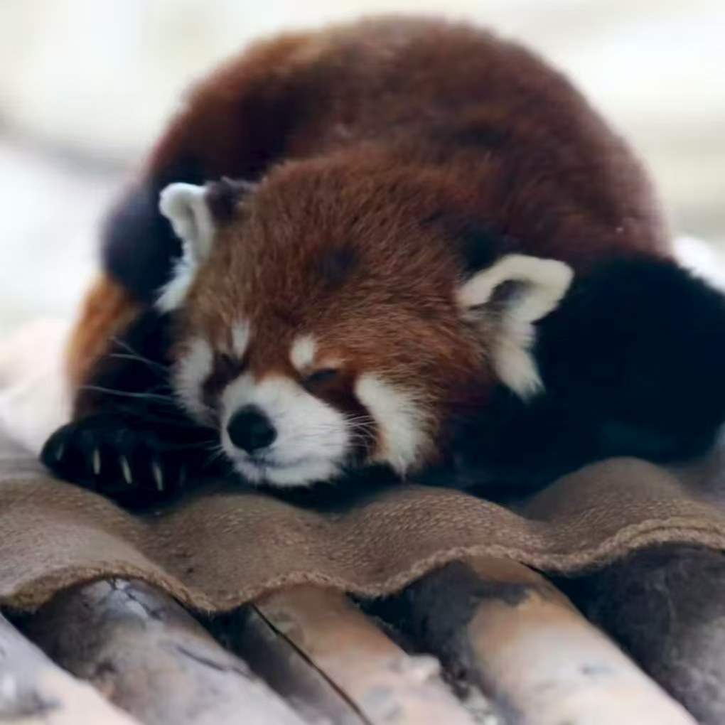 【畅享】济南乔治莫兰迪酒店莫兰迪套房3天2晚+大峡谷+动物园