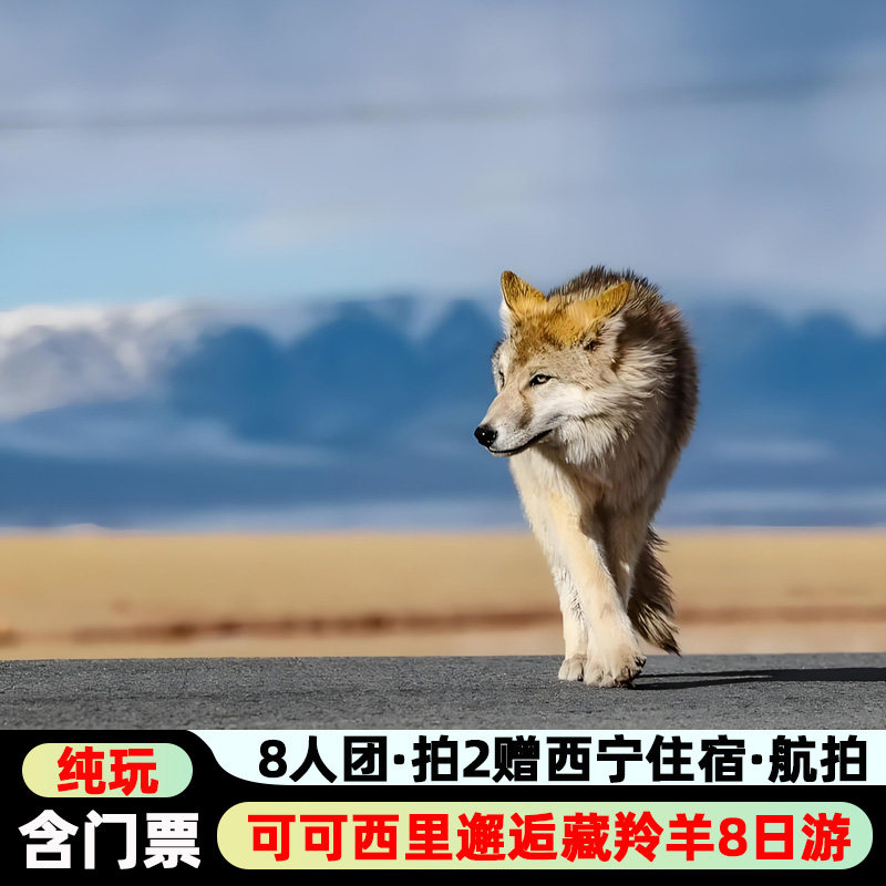 含门票 | 可可西里邂逅藏羚羊8日游西北旅游青甘大环线航拍8人团 - 定制游预订